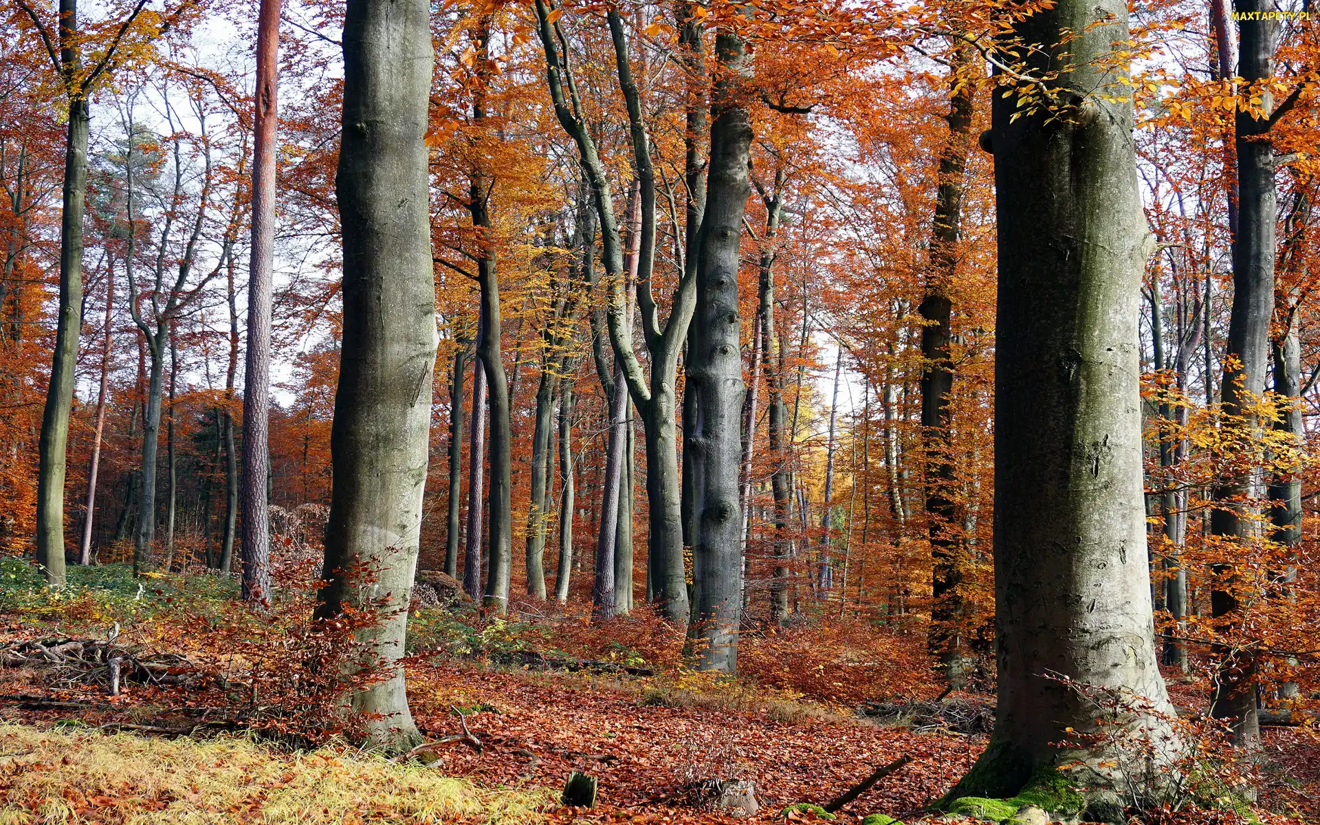 Liście, Opadłe, Las, Jesień, Drzewa, Gałęzie