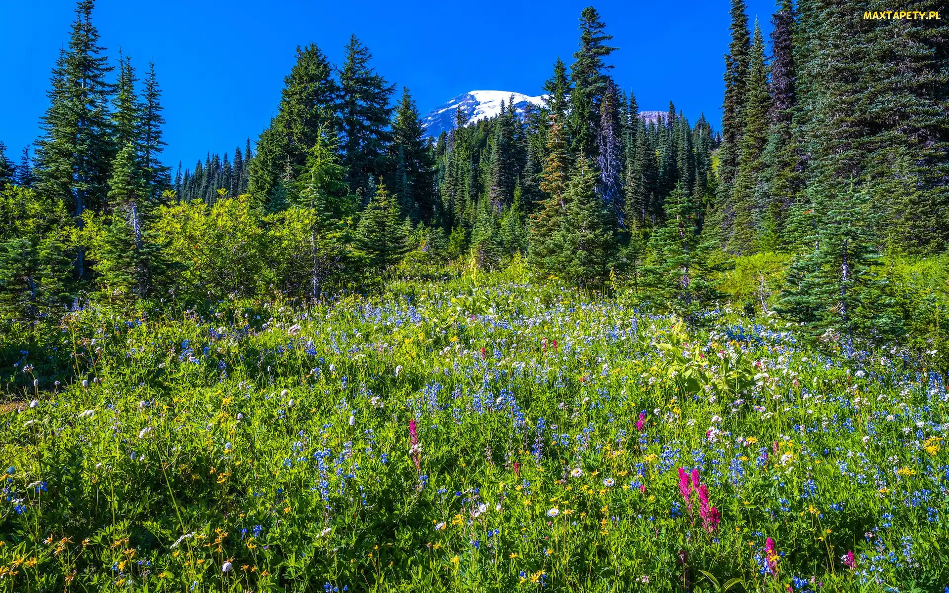 Stany Zjednoczone, Park Narodowy Mount Rainier, Kwiaty, Stan Waszyngton, Mount Rainier, Stratowulkan, Drzewa, Łąka, Góry, Świerki