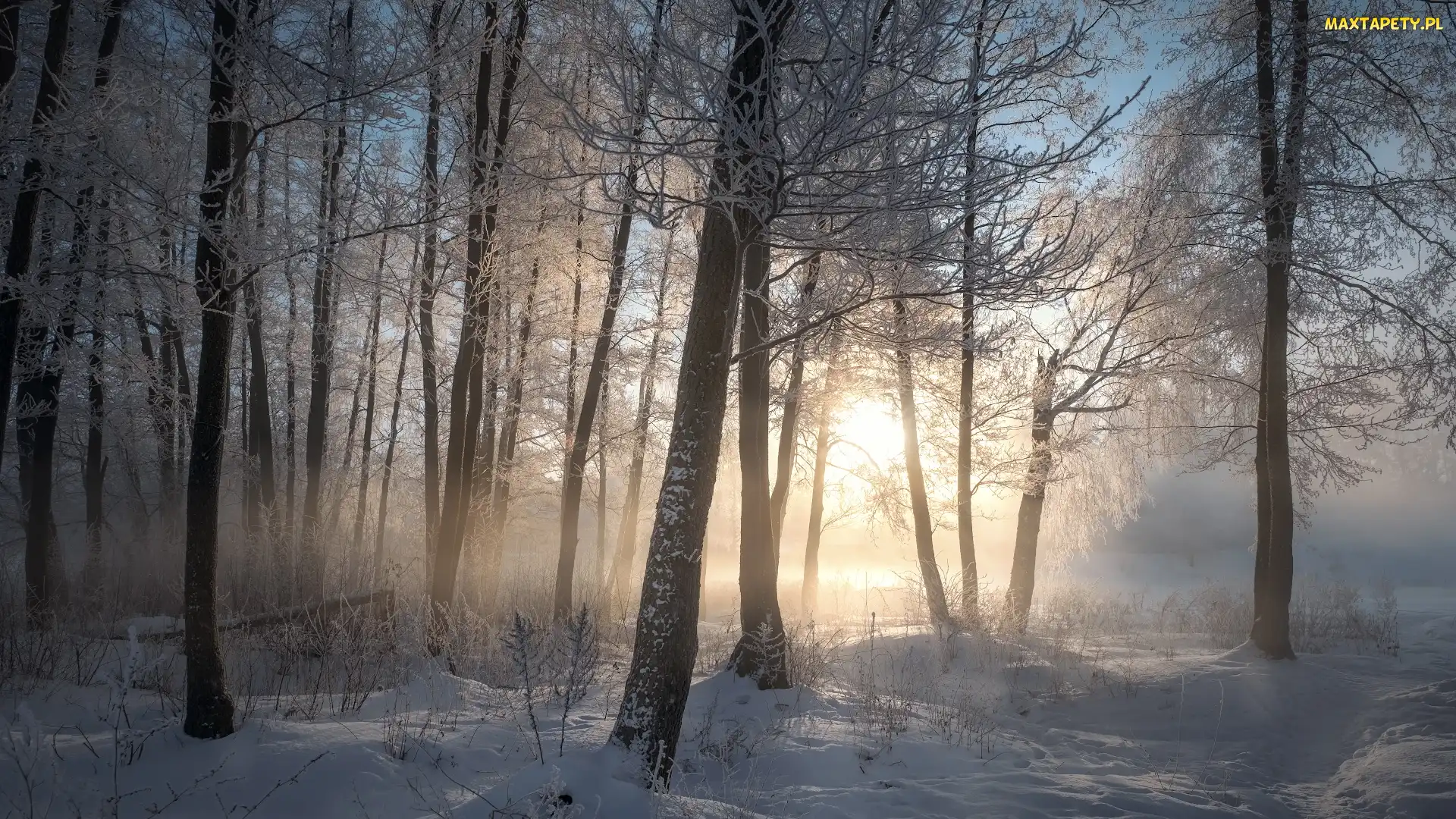 Wschód słońca, Mgła, Las, Drzewa, Zima, Śnieg