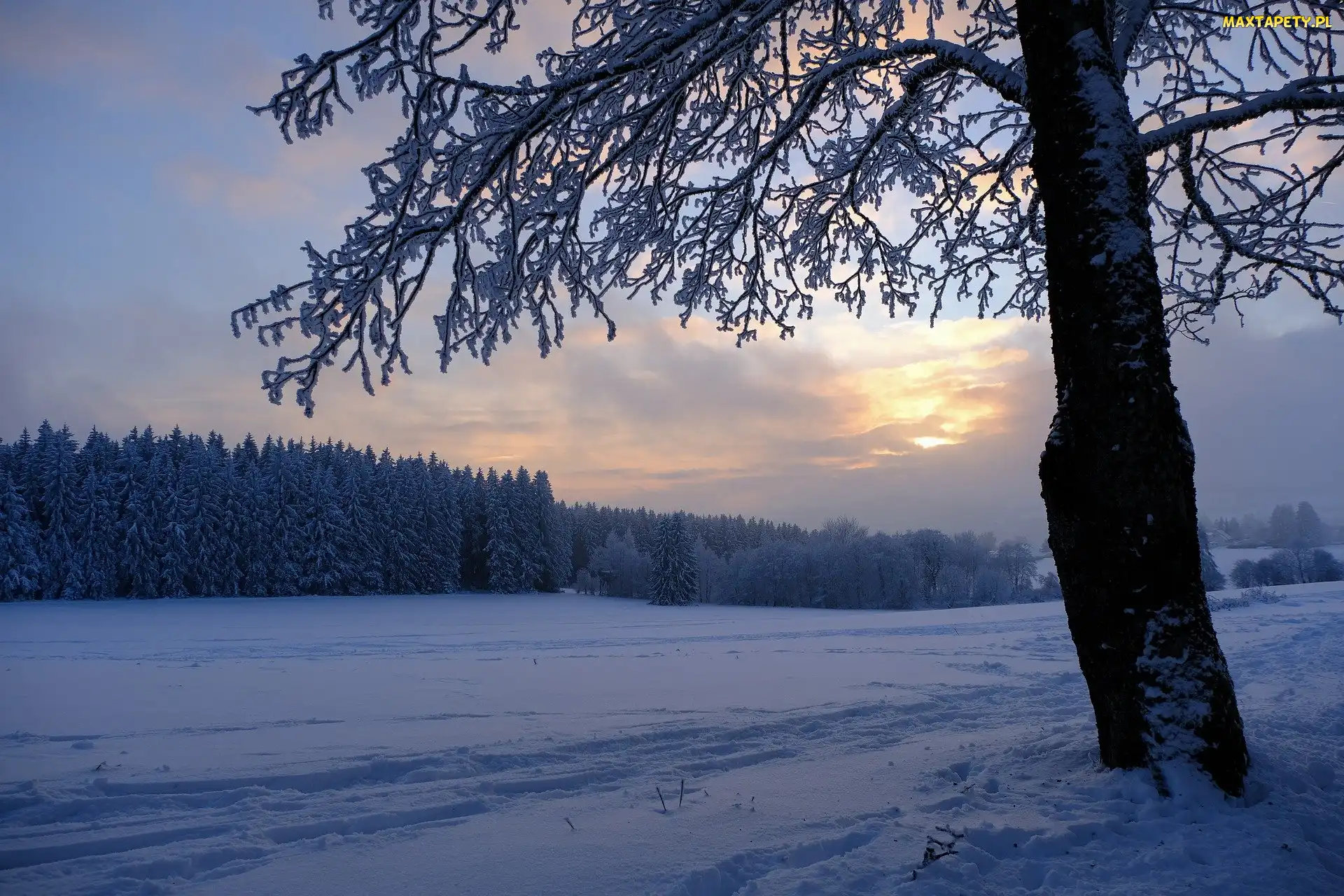 Zachód słońca, Śnieg, Pole, Zima, Las, Drzewo