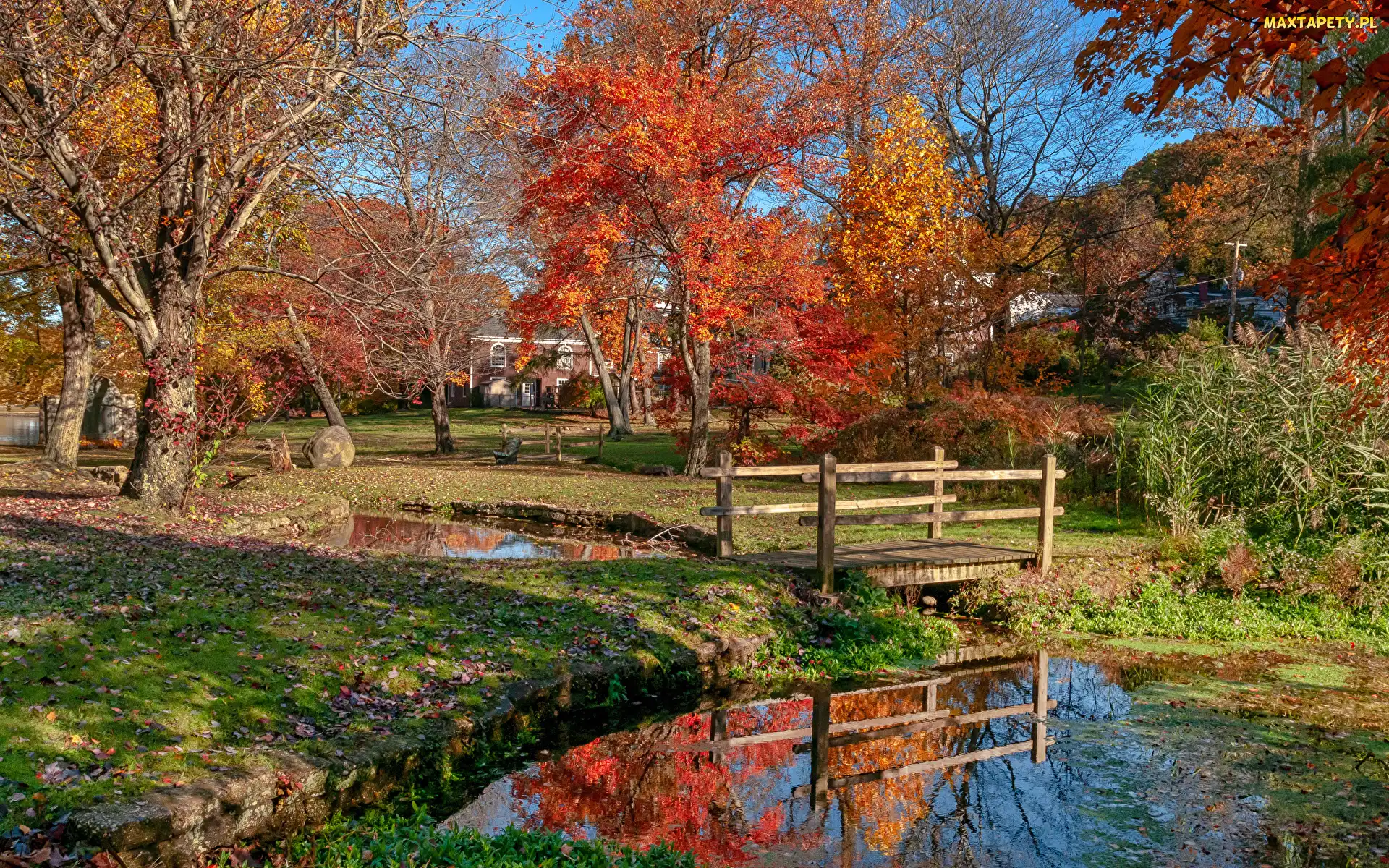 Park, Mostek, Staw, Drzewa, Jesień