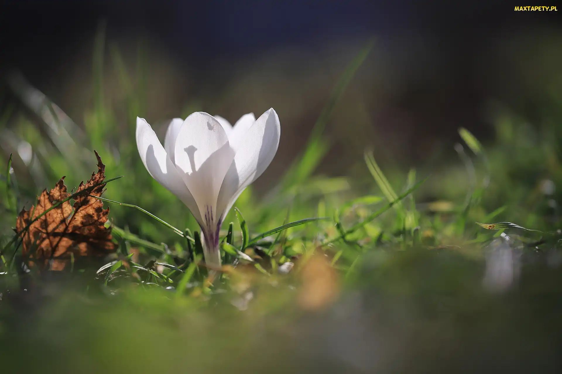 Biały, Liść, Suchy, Krokus