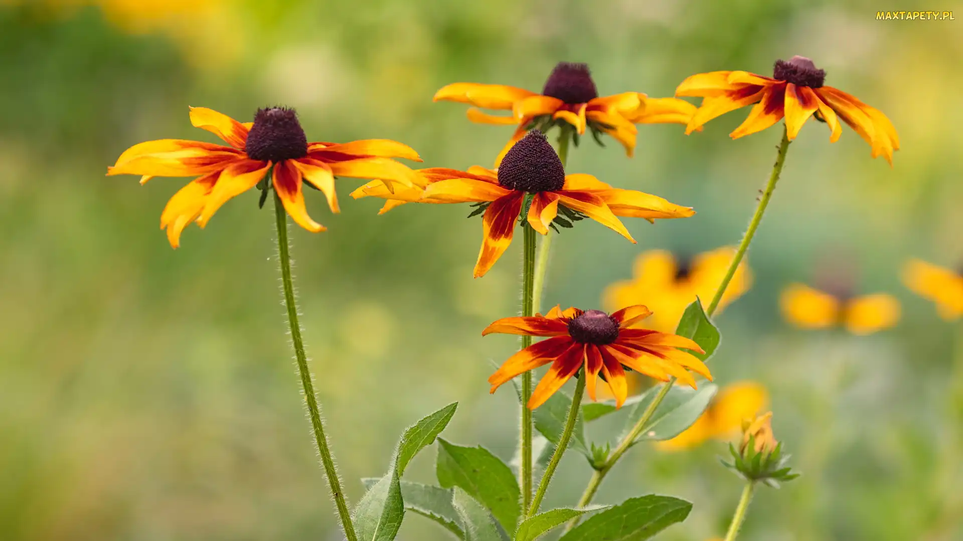 Kwiaty, Rudbekie, Żółto-brązowe