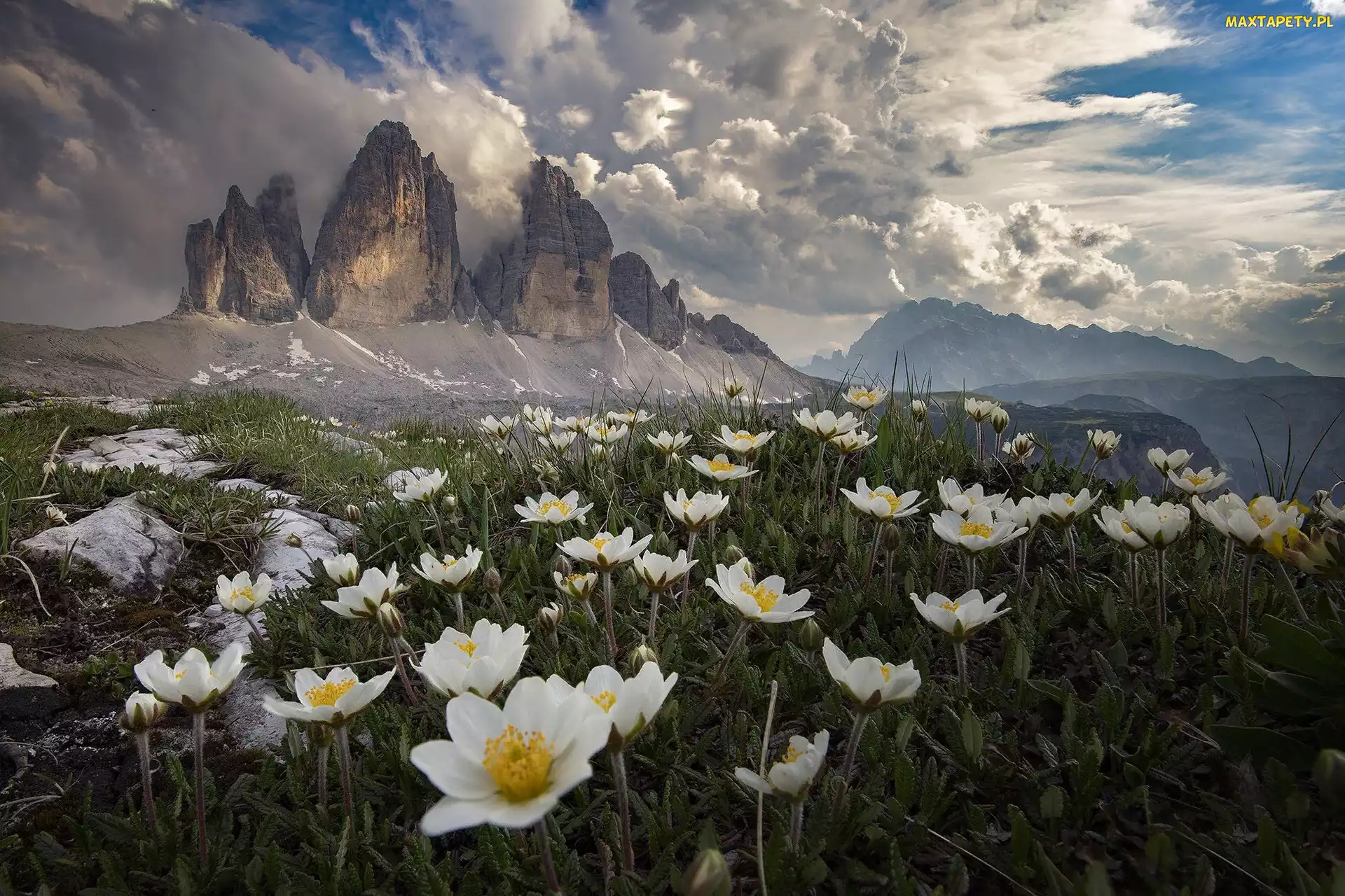 Dolomity, Tre Cime di Lavaredo, Włochy, Masyw, Kwiaty, Góry, Chmury, Łąka