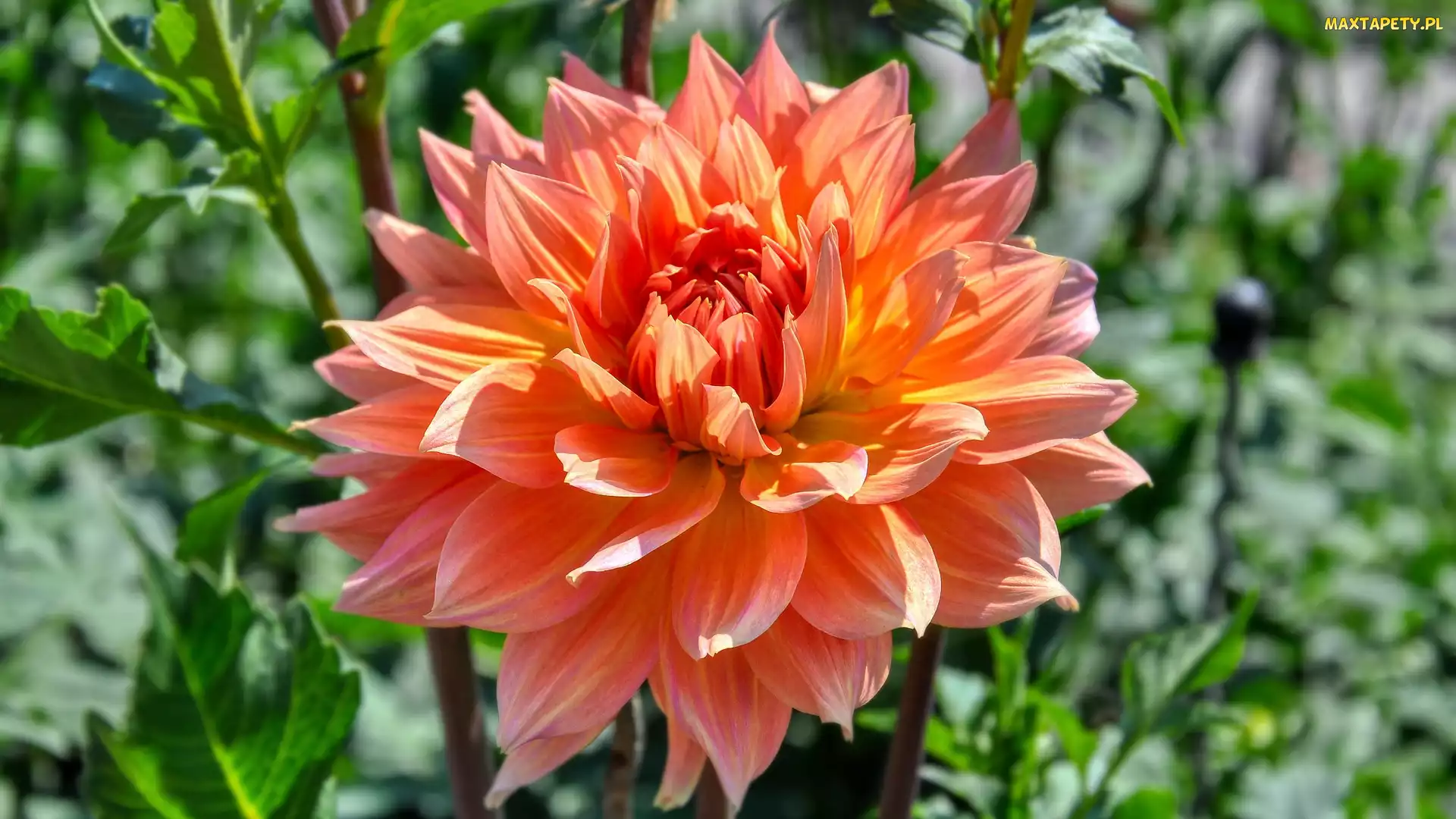 Pomarańczowa, Dalia, Kwitnąca