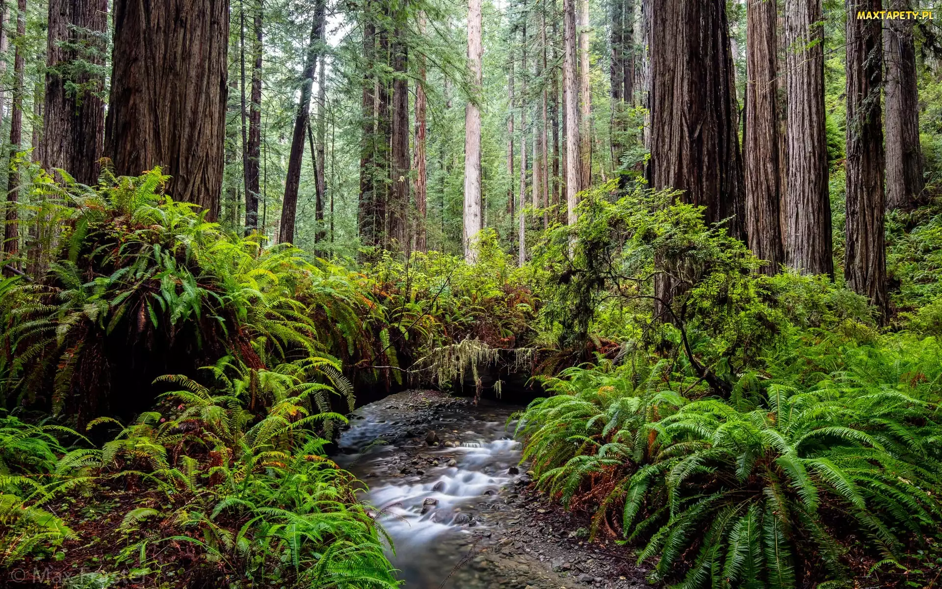 Las, Kalifornia, Rzeka, Stany Zjednoczone, Prairie Creek Redwood State Park, Park stanowy, Drzewa, Sekwoje, Paprocie