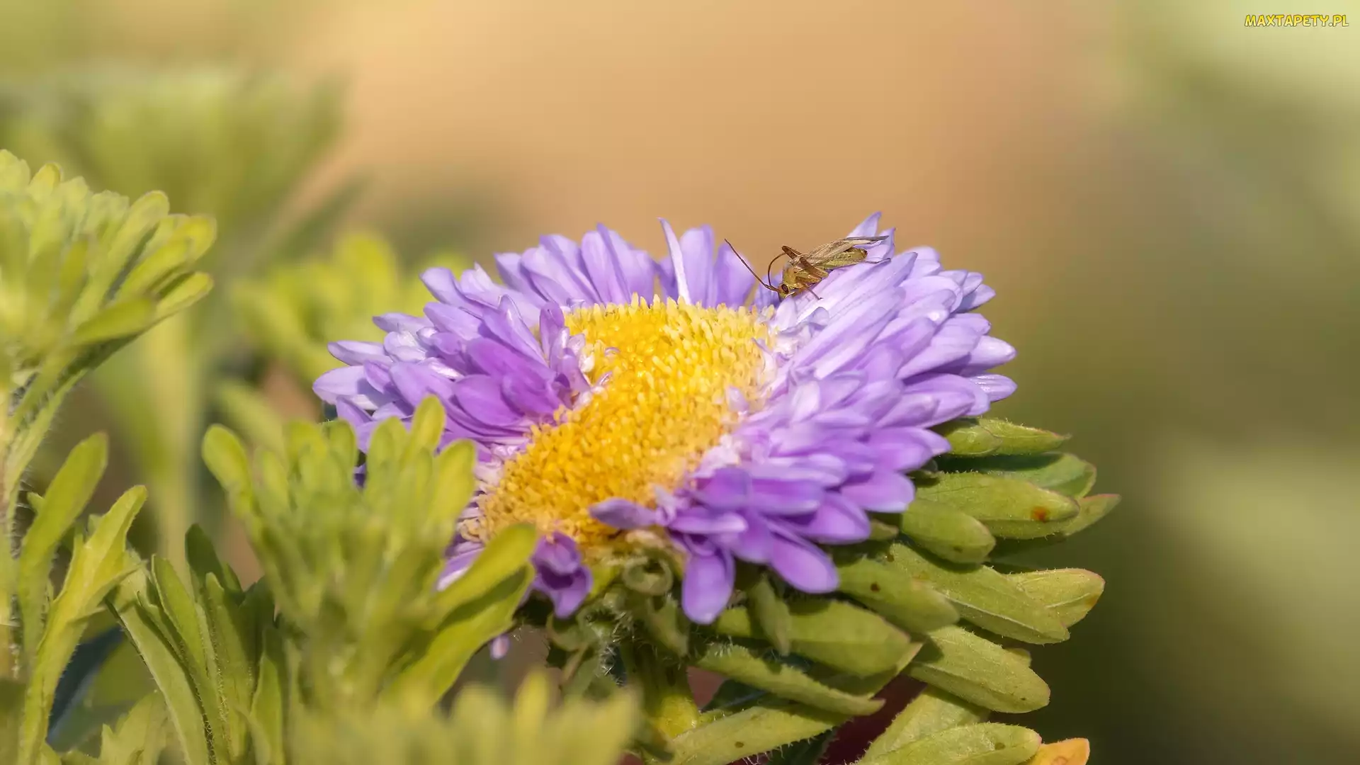 Kwiat, Owad, Liście, Aster, Rozkwitnięty