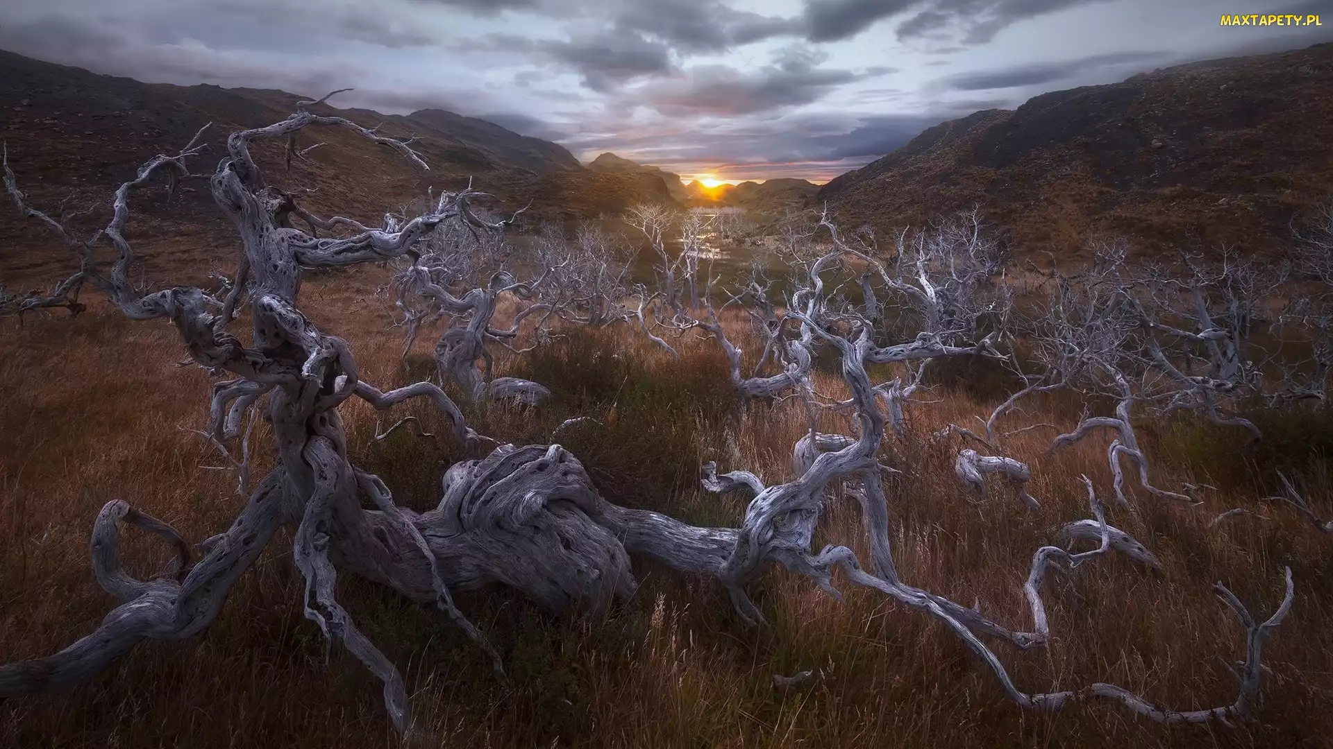 Wschód słońca, Patagonia, Trawa, Chile, Park Narodowy Torres del Paine, Drzewo, Góry, Konar, Suche