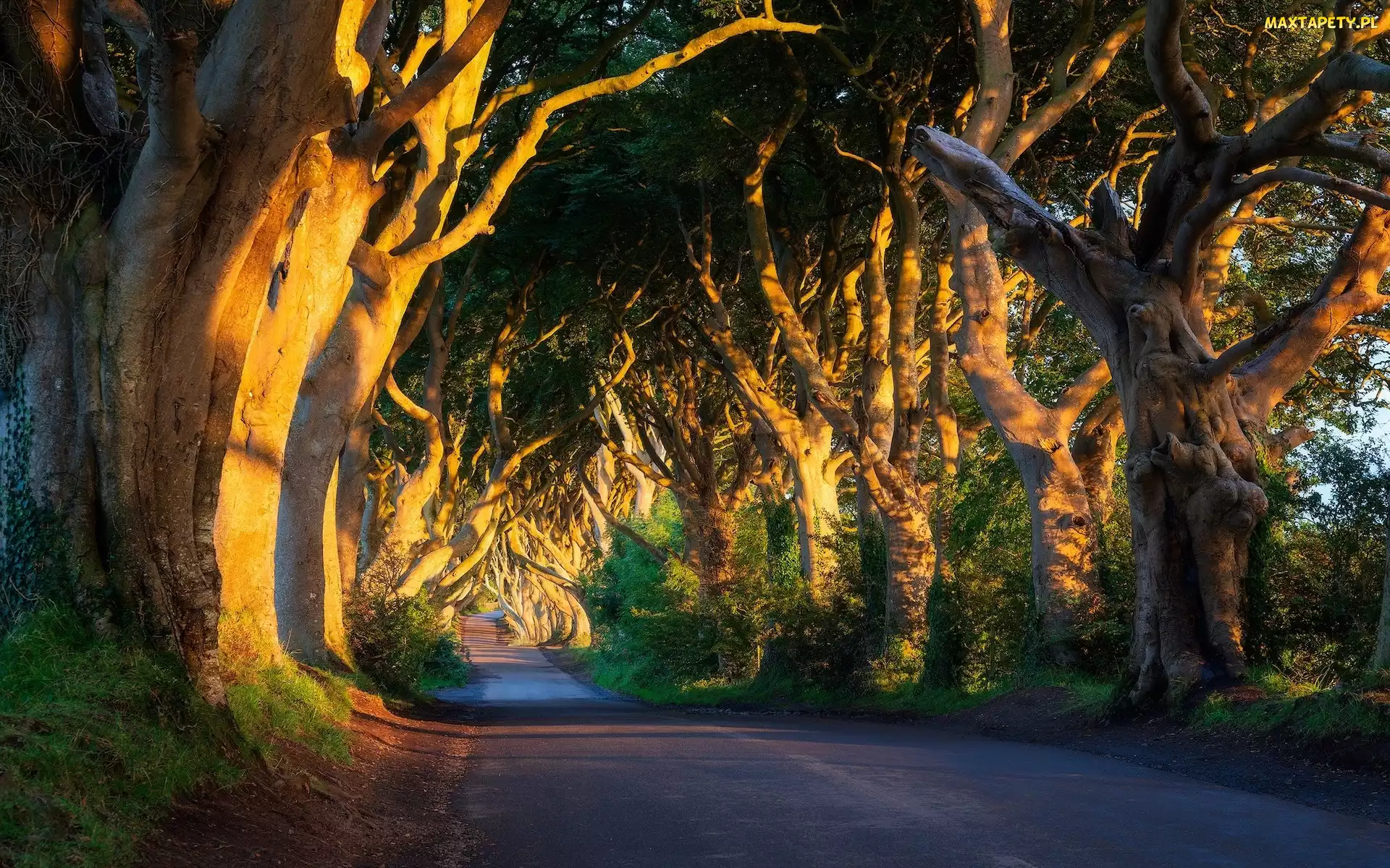 Droga, Buki, Aleja bukowa, Drzewa, Hrabstwo Antrim, Dark Hedges, Irlandia Północna, Słoneczne światło