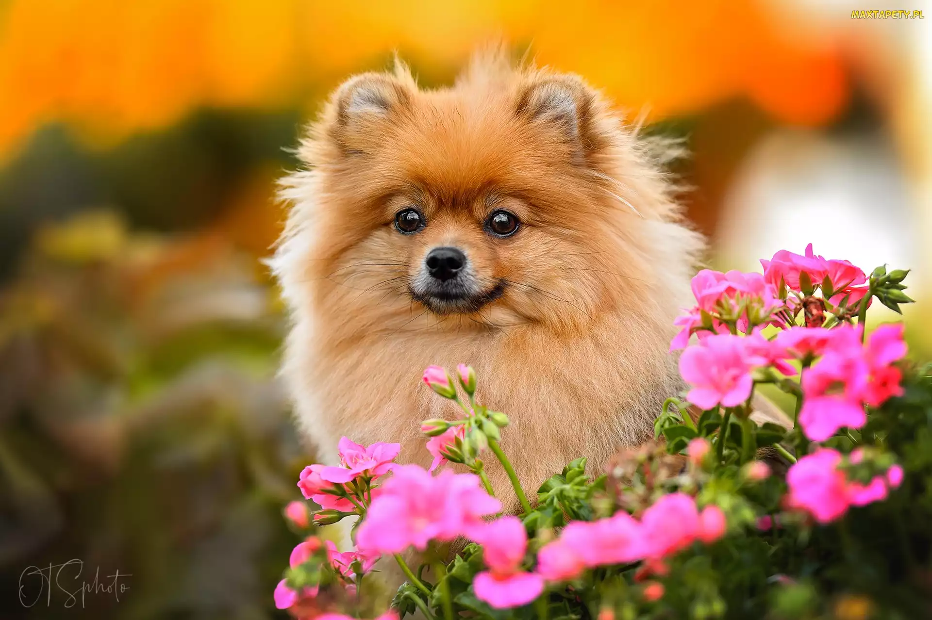 Szpic miniaturowy, Kwiaty, Mordka, Pomeranian, Pies