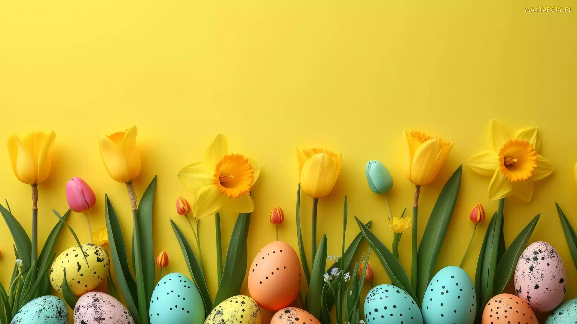 Tło, Żółte, Pisanki, Wielkanoc, Żonkile, Tulipany
