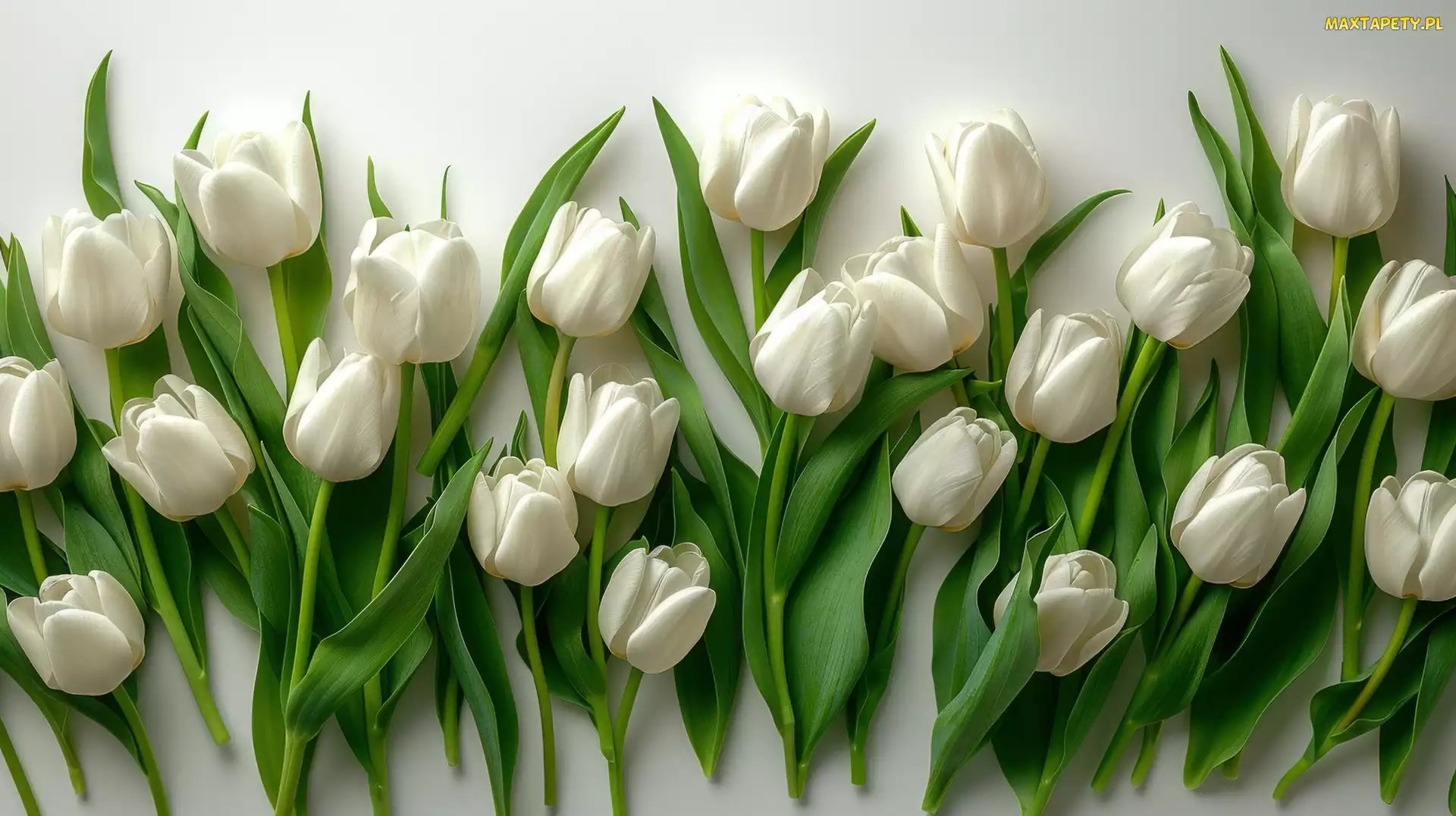 Kwiaty, Tulipan, Tulipany Kwiat, Białe, Kompozycja