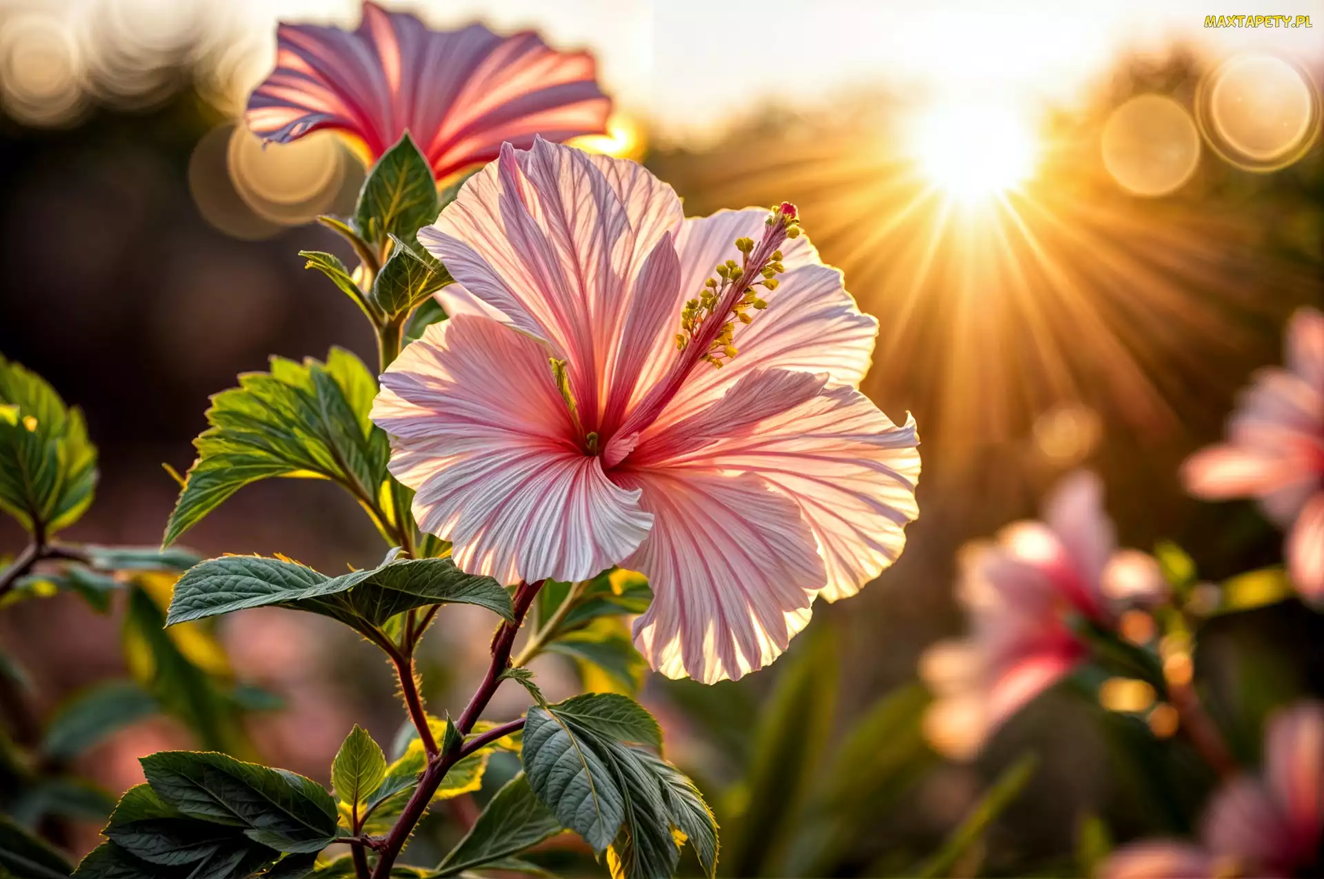 Kwiat, Grafika, Promienie słońca, Liście, Hibiskus