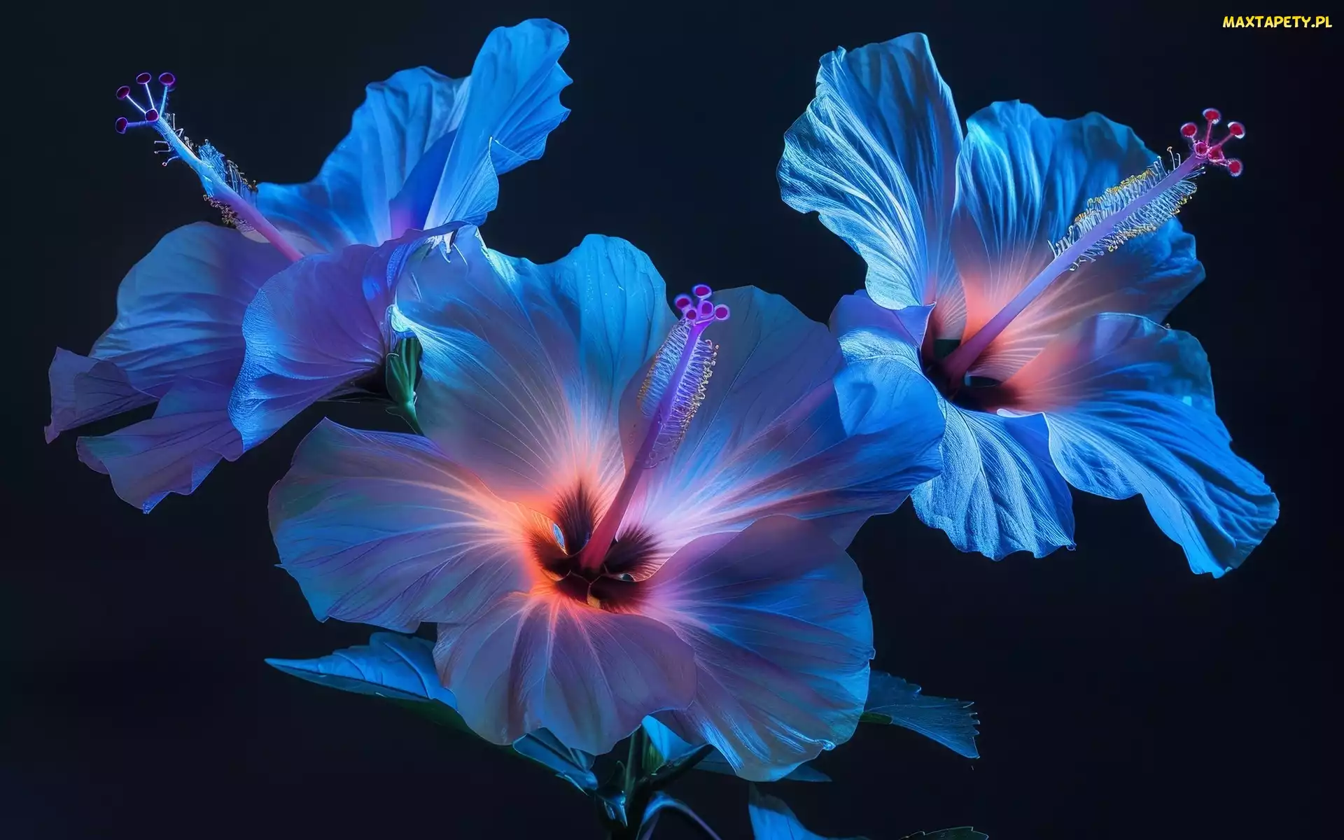 Grafika, Podświetlone, Trzy, Kwiaty, Hibiskusy, Niebieskie