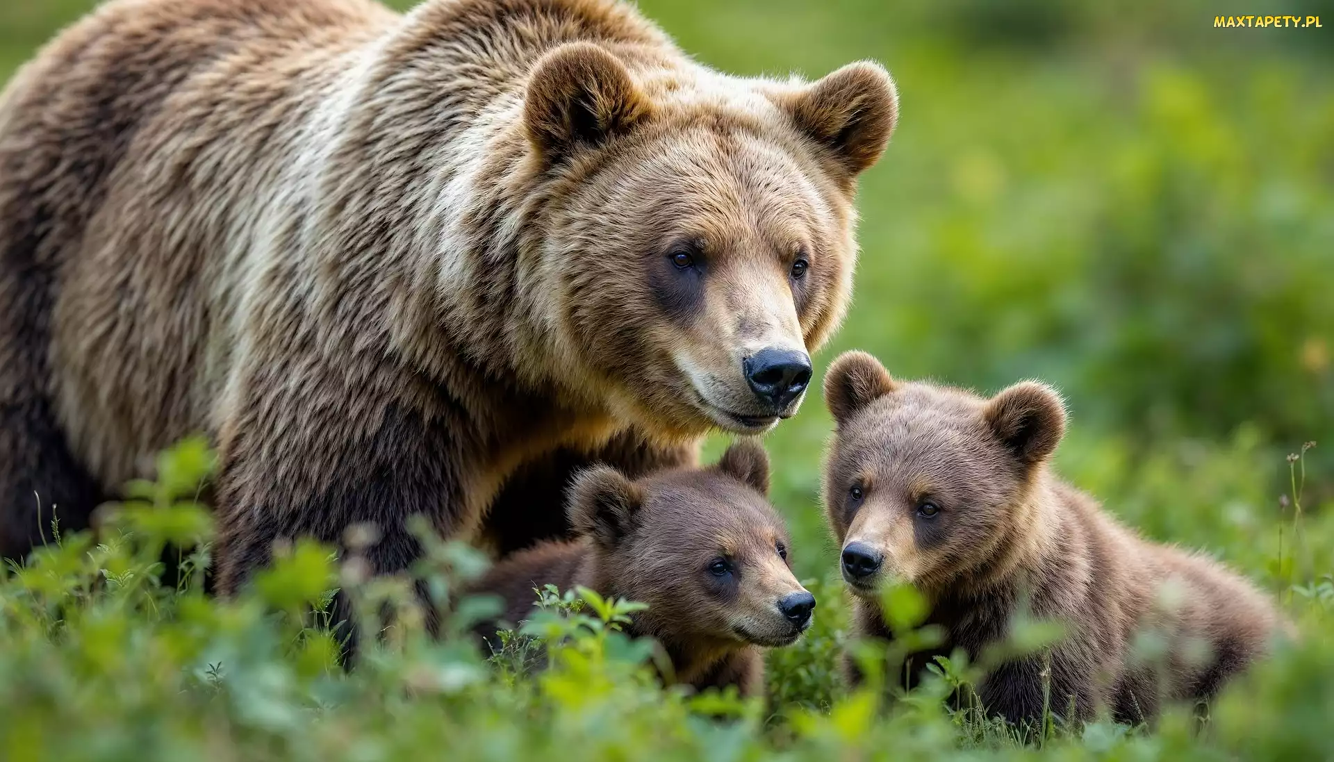 Dwa, Trawa, Niedźwiadki, Małe, Niedźwiedzie brunatne