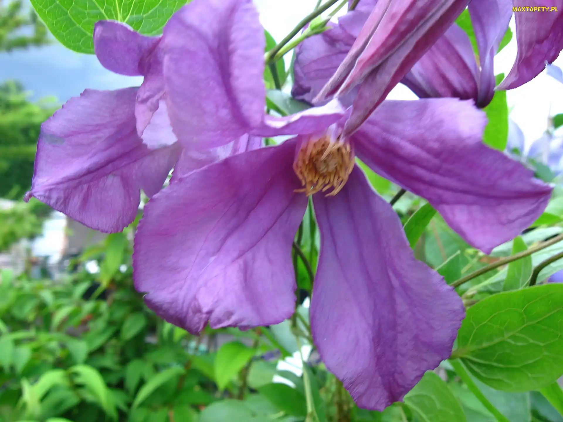 Fioletowy, Clematis, Kwiat