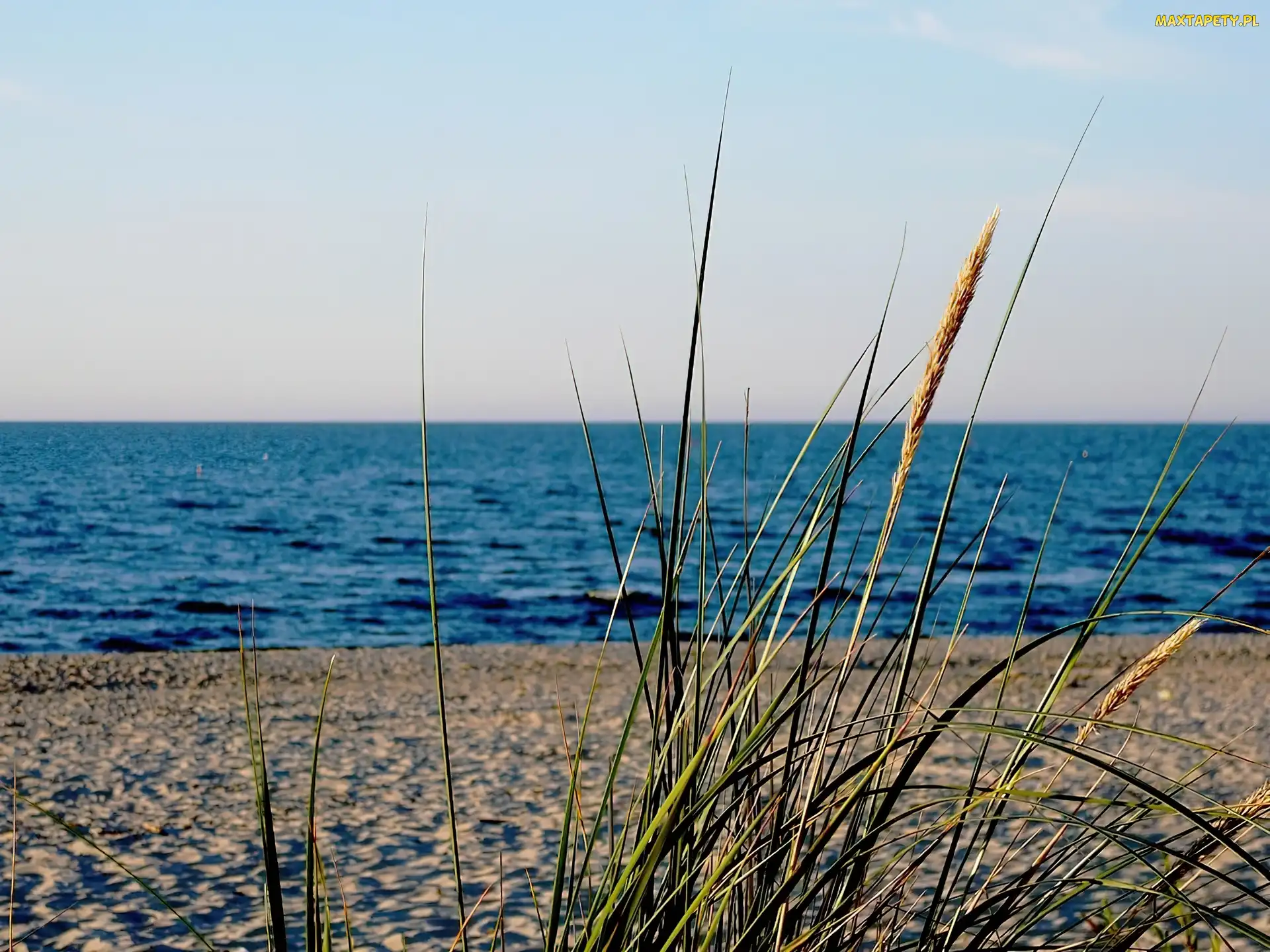 Trzcina, Liście, Plaża