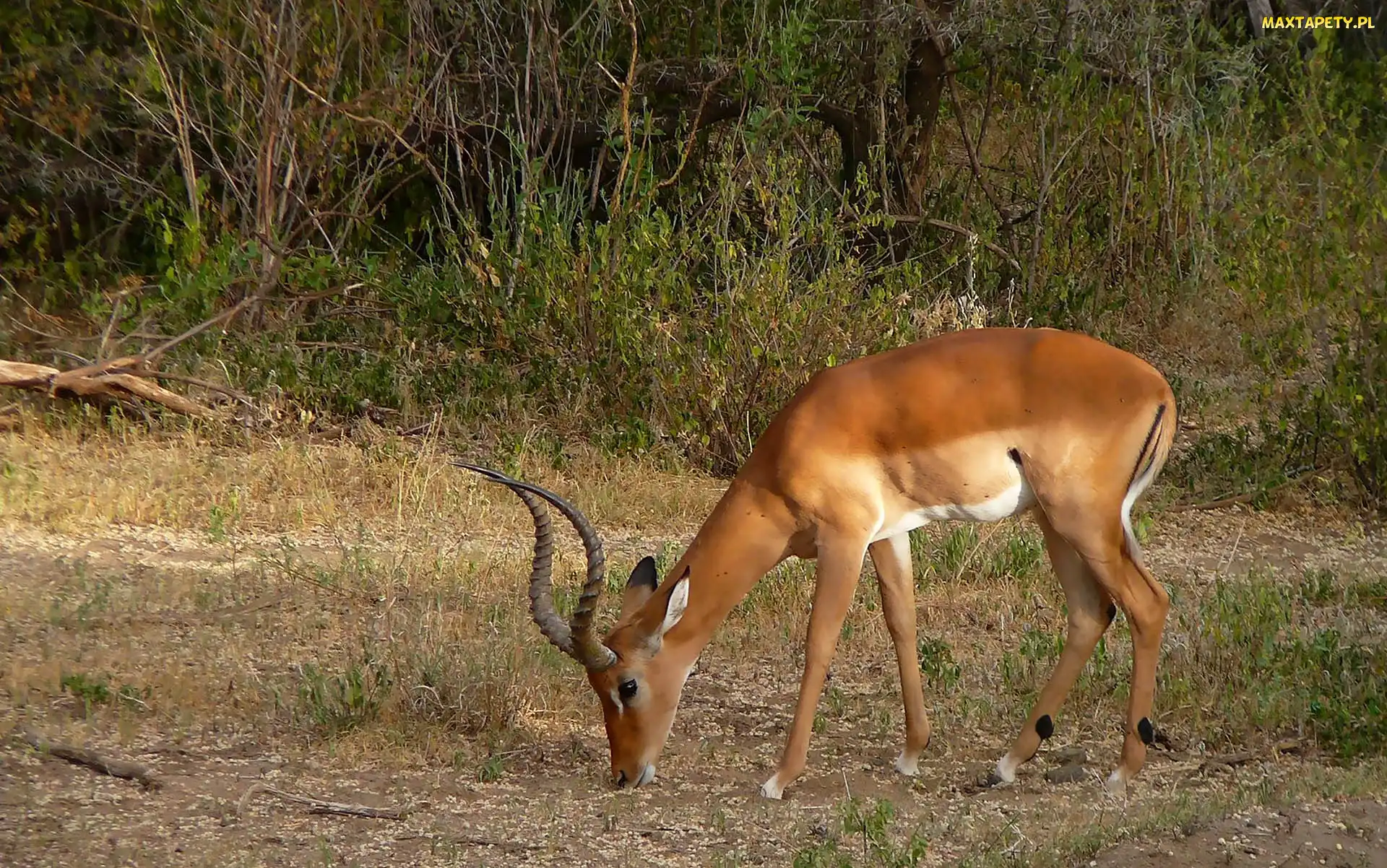 Impala