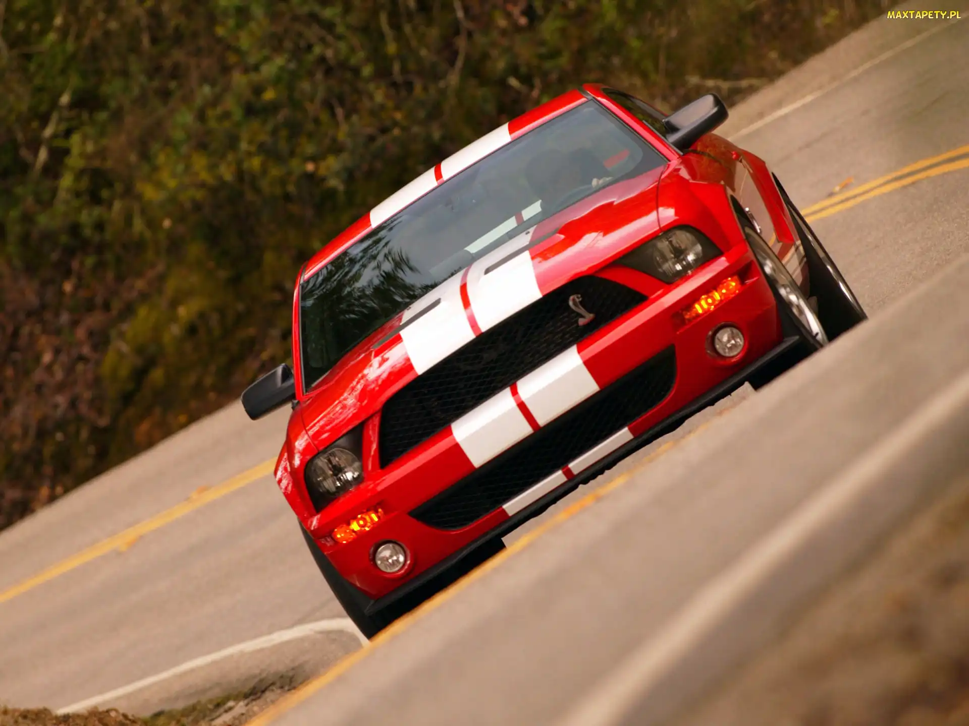 Ford Mustang, Super, Shelby