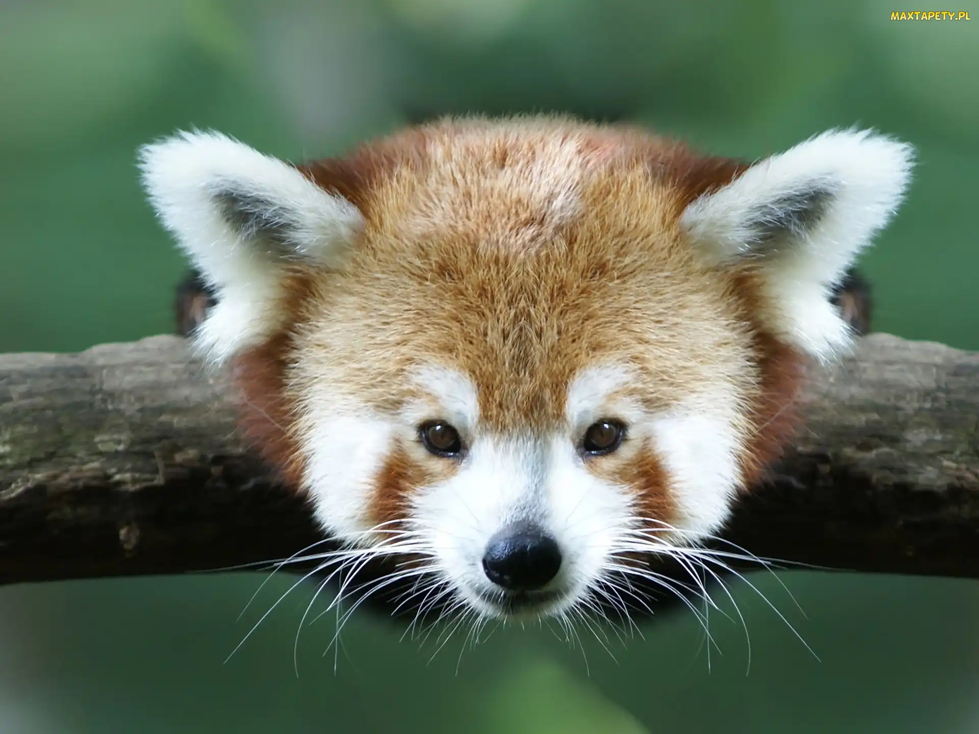 Panda, Pandka ruda, Czerwona