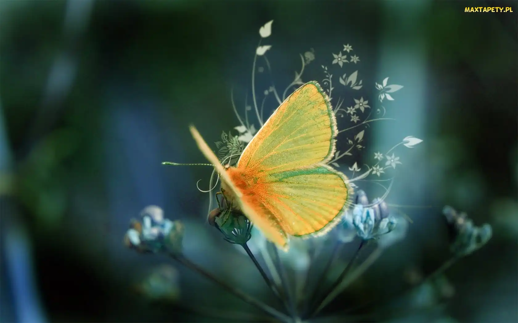 Kwiatki, Grafika, Motyl